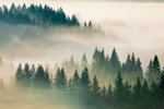 Forêt de sapins