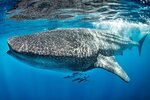 requin baleine