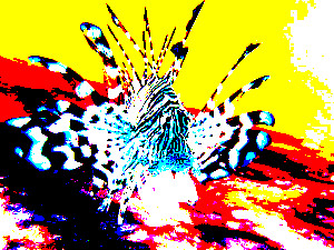 poisson coloré